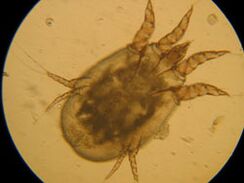 Verifique bajo el microscopio