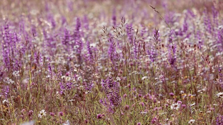 Salvia de los parásitos